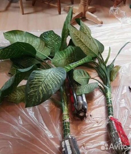 Комнатные растения цветы большие