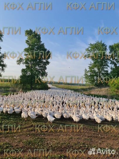 Гуси маточное поголовье,старки 3х летние Итальянки