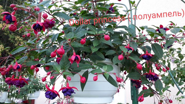 Сортовые фуксии