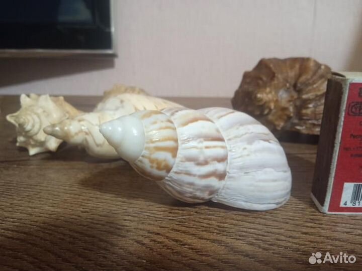 Ракушки морские 8 шт