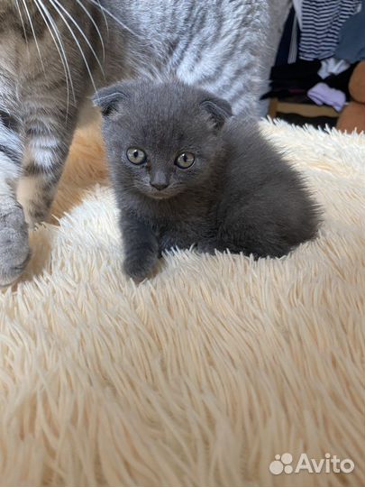 Британский вислоухий кот