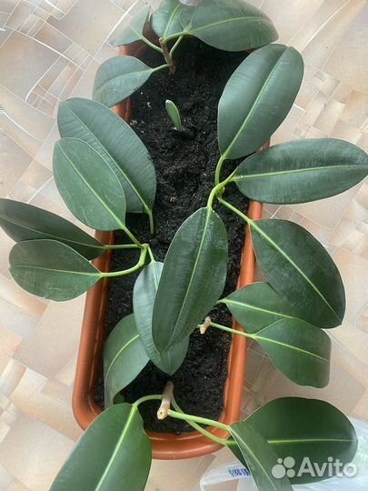 Сансевиерия ханни, фикус, кактус