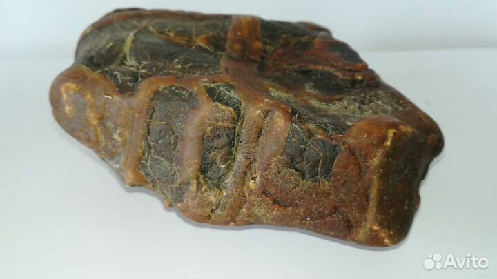 Волжский набор окаменелостей 37