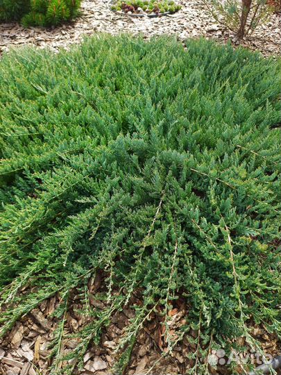 Можжевельник Блю Чип