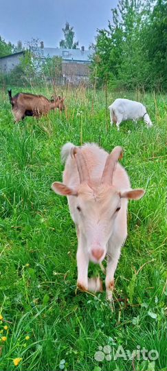 Коза дойная
