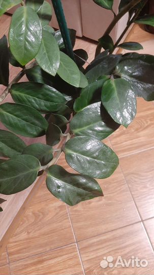 Цветок Замиокулькас