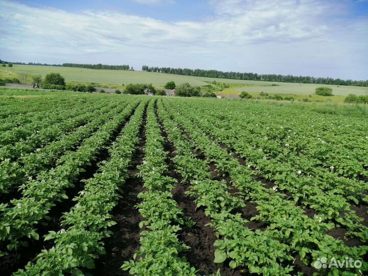 Молодой картофель