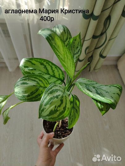 Аглаонема Мария Кристина