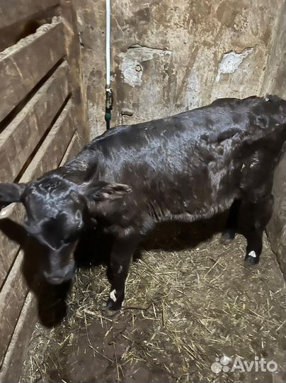 Бык 1 неделя, и телка 1 месяц