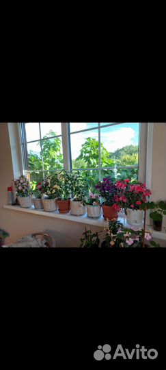 Комнатные растения цветы