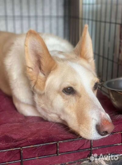 Собака в добрые руки