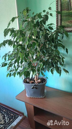 Комнатные растения большие