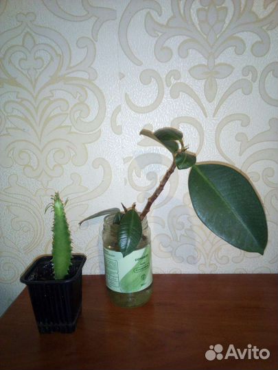 Молочай.ростки Фикуса 3 шт