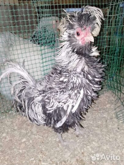 Петушки породы падуан и китайский шёлковый