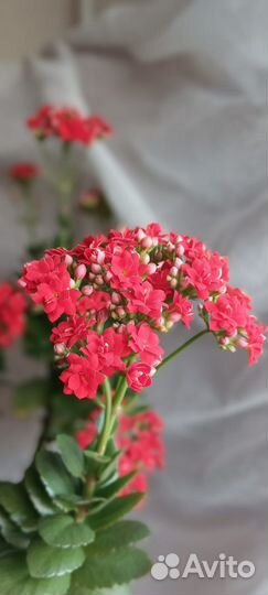 Большие отростки каланхоэ