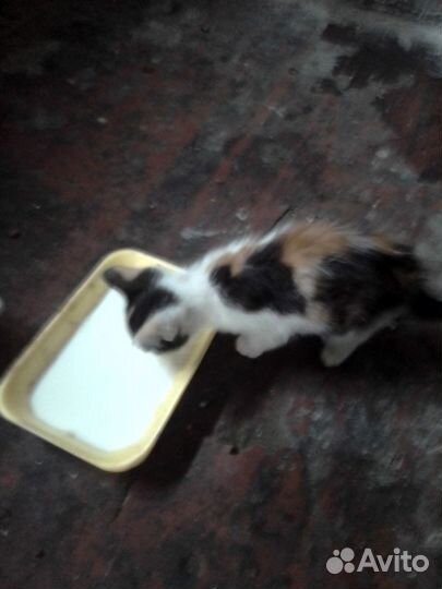 Котята в добрые руки бесплатно