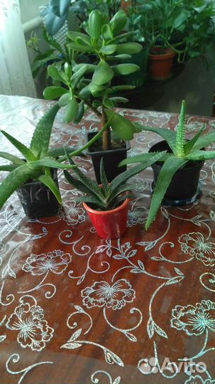 Алоэ, гастерия, Толстянка (денежное дерево)