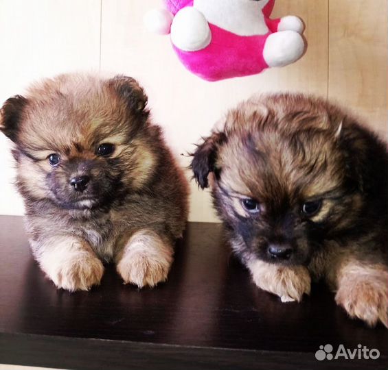 Померанский шпиц мини