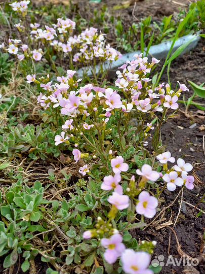 Многолетние цветы