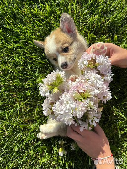 Щенки корги