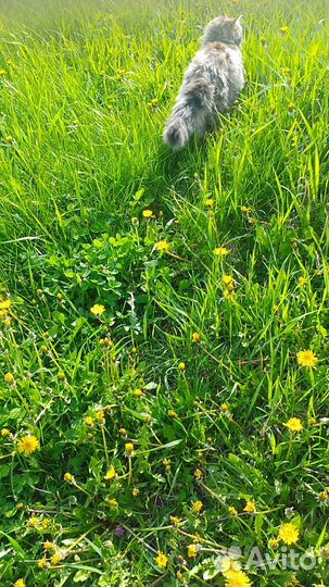 Глициния китайская