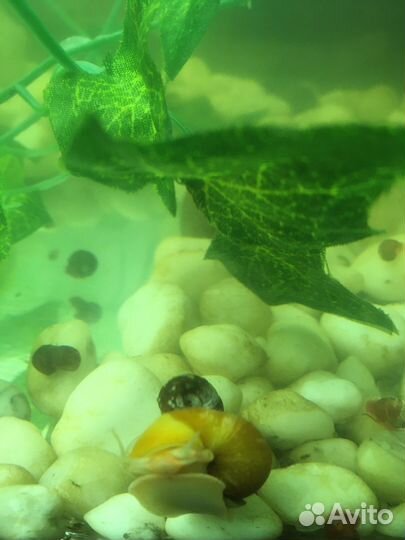 Аквариум 100л с колукруглым стеклом, с рыбками