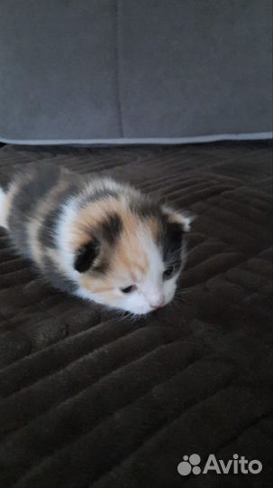 Котята от породистой кошки