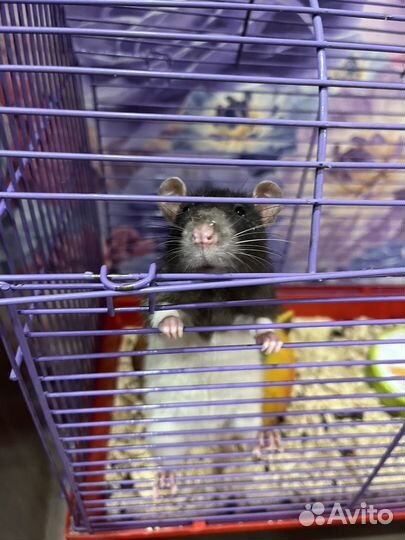 Крыса домашняя