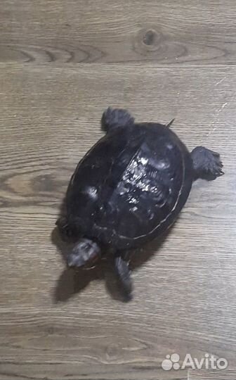 Красноухая черепаха бесплатно