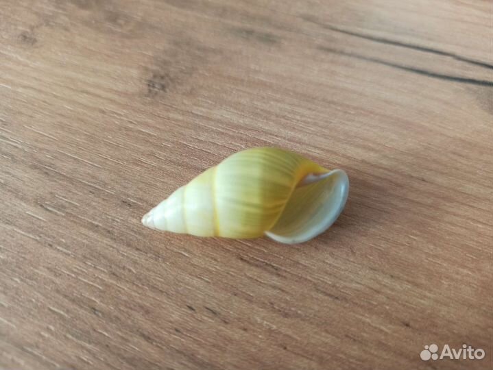 Морская раковина