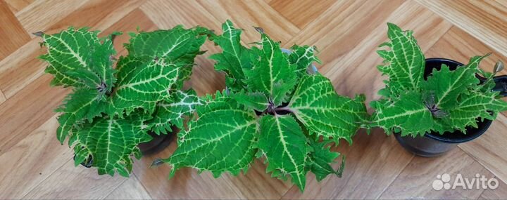 Черенки колеусов