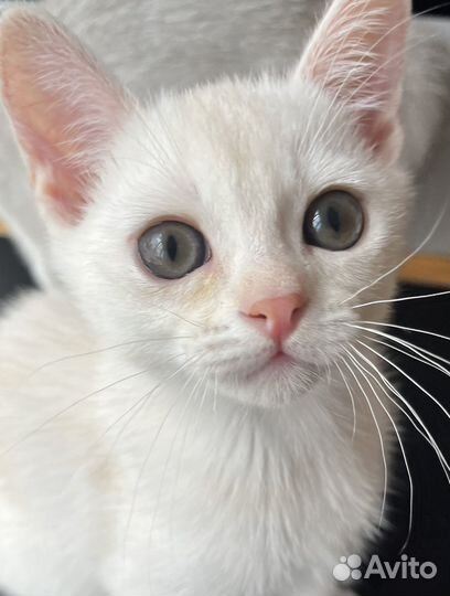 Кошка Бурмилла