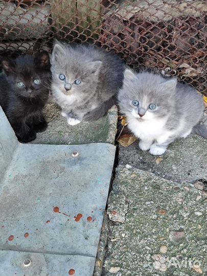 Котята в добрые руки бесплатно