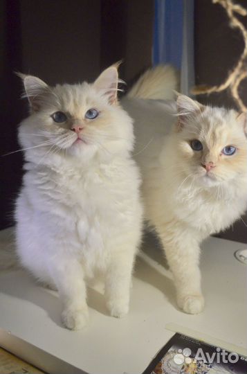 Классные котики регдолл