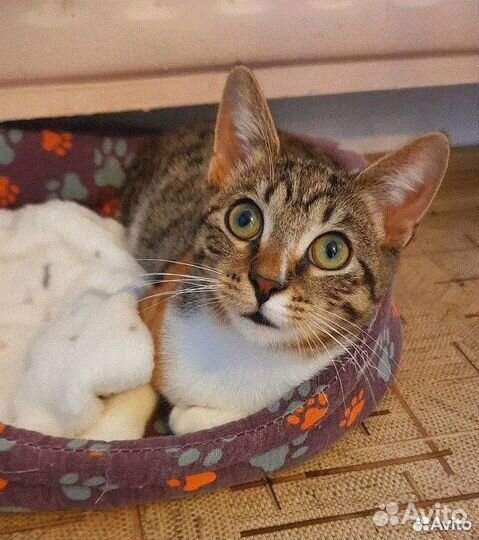 Домовитая весёлая Лея котоФея 1 год ищет дом