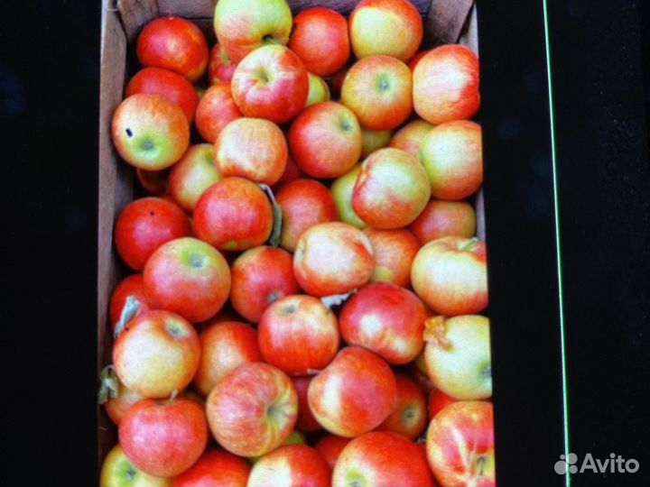 Яблоки оптом