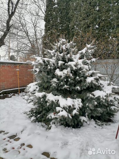 Ель голубая