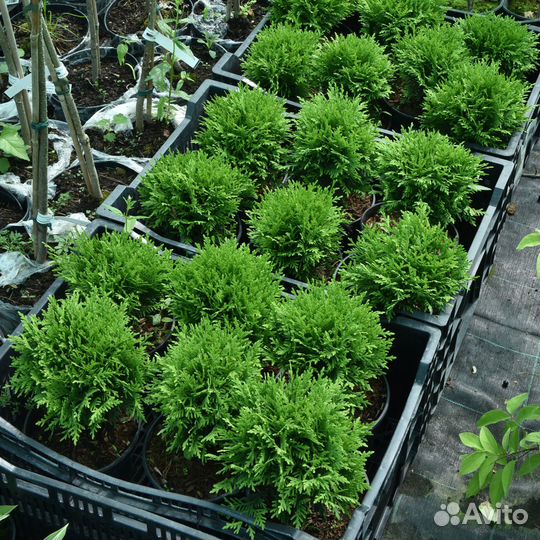 Саженцы хвойных в горшках с зкс
