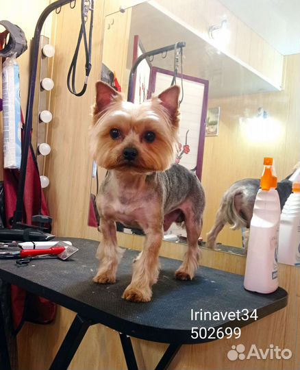 Стрижка животных профессионально