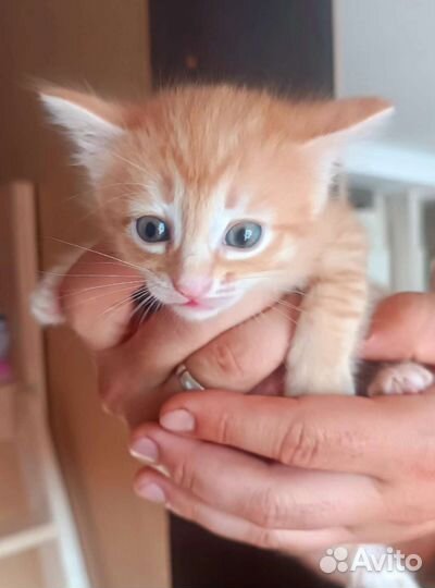 Отдам котёнка девочку рыжую