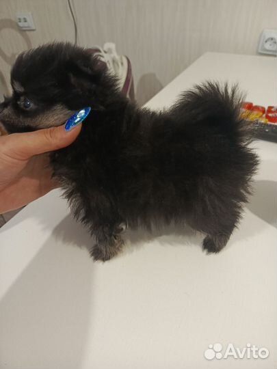 Щенки померанского шпица