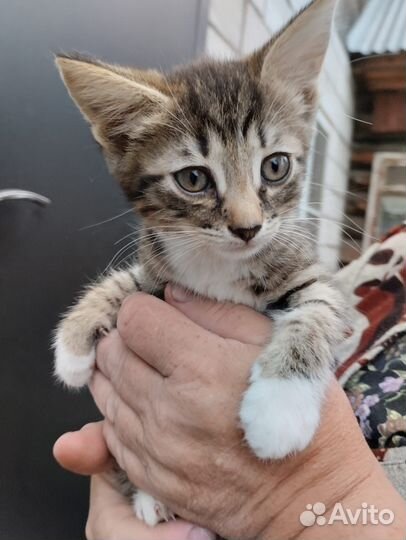 Котенок мальчик