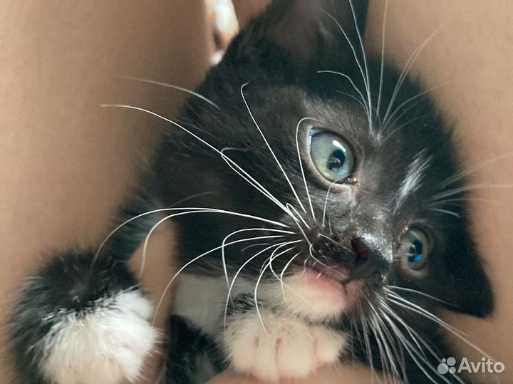 Котенок черный пушистый