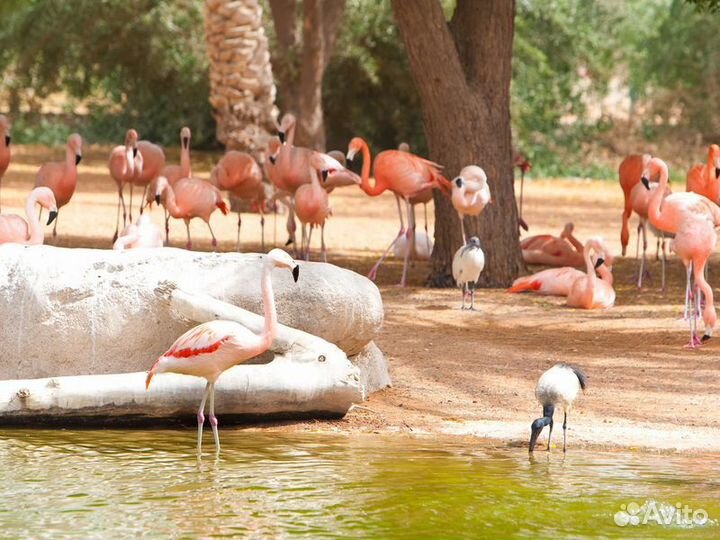 Экскурсия — Дубай — Чарующий Аль-Айн