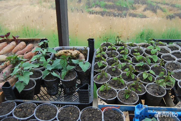 Рассада батат