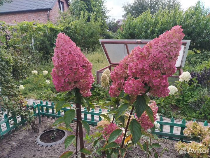 Гортензия Ванила Фрайз