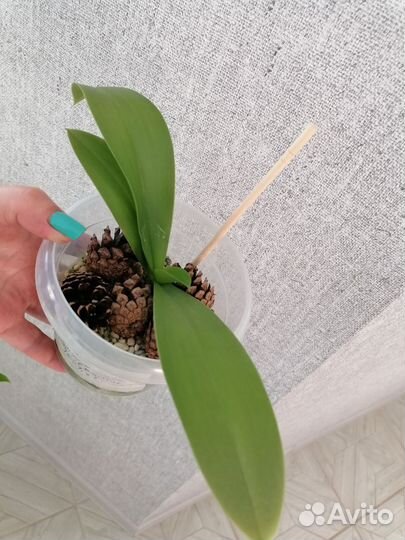 Орхидея фаленопсис