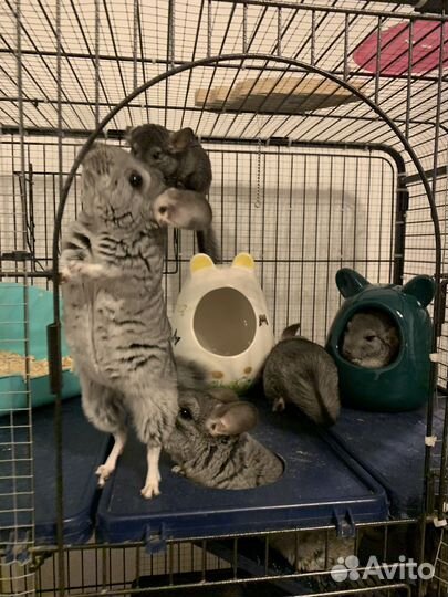 Шиншиллы в хорошие руки