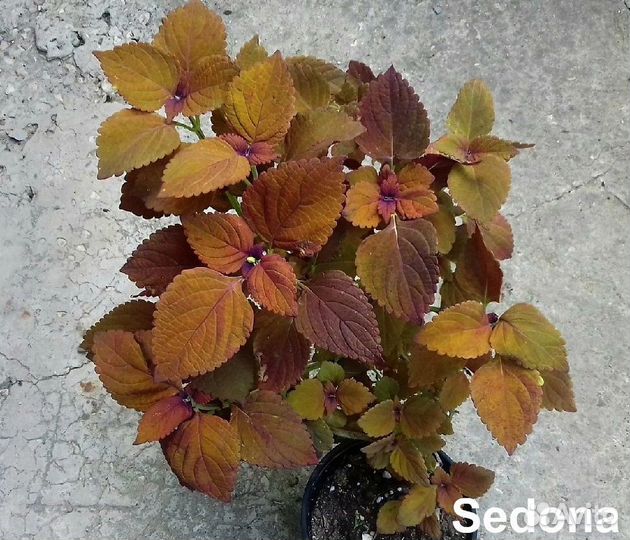 Колеусы вегетативные набор