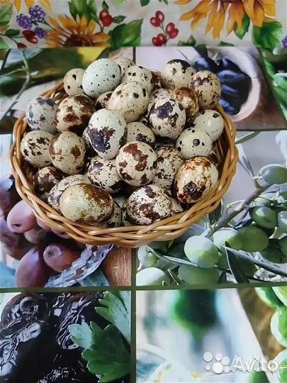 Яйца перепелиные